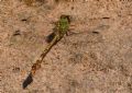 Paragomphus genei